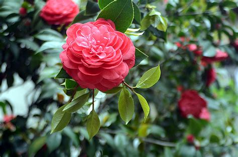 山茶花风水